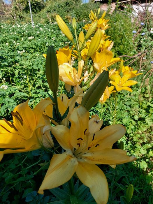 Продам луковицы красный цвет