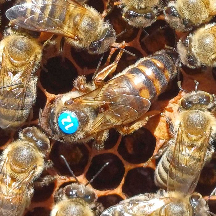 Биологични пчелни майки  от регистриран  производител сезон 2026 г.