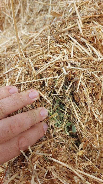 baloti lucerna , borceag, paie, fin cu lucerna