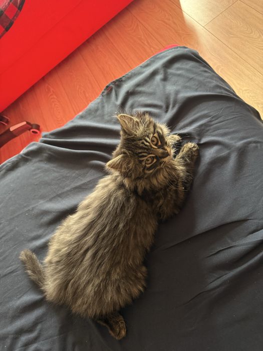 Срочно отдаем котенка в хорошие руки