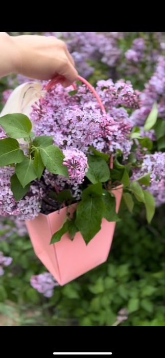 Сирень в корзинке 3000тг