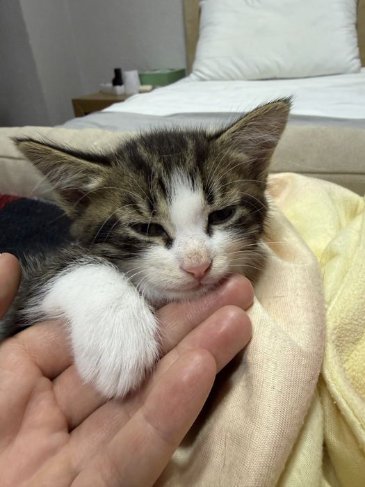 Подаряват се котенца