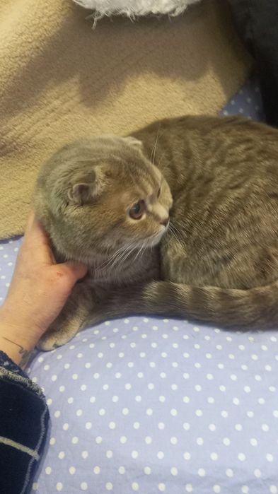 Найдена кошка очень напугана