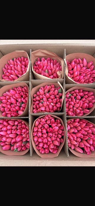 Тюльпаны по 690 премиум