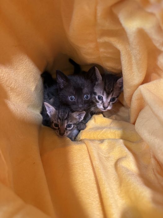 Подарявам малки котенца