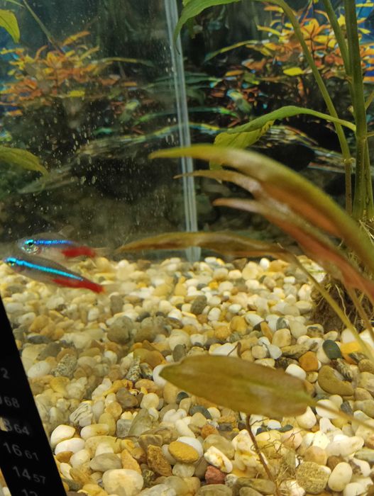 Рибки неони 5 броя