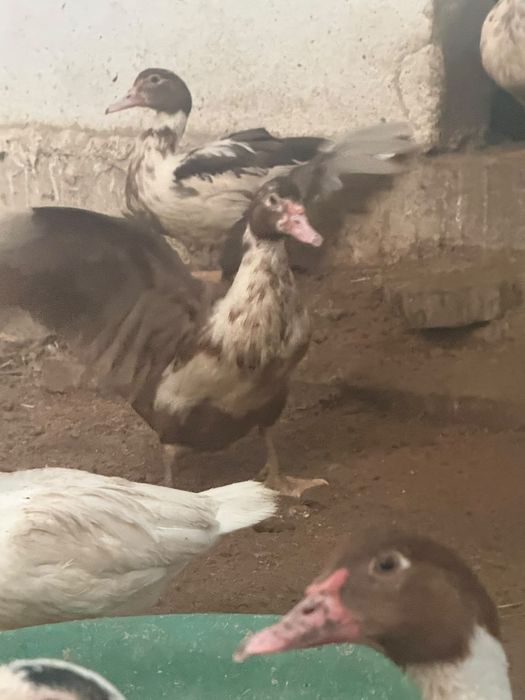 Продаю утки разной породы