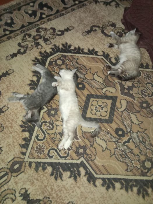 Котята девочки двортереры.
