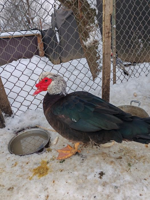 Vând rațe mute ...