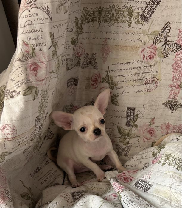 Едно момче чихуахуа