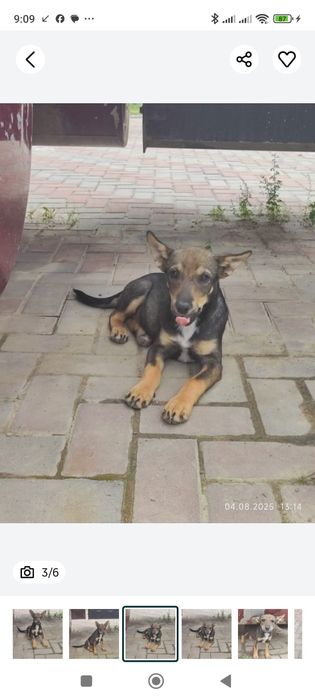 Отдам щенка в добрые руки