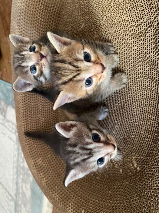 скоттиш страйт дымчатый котята
