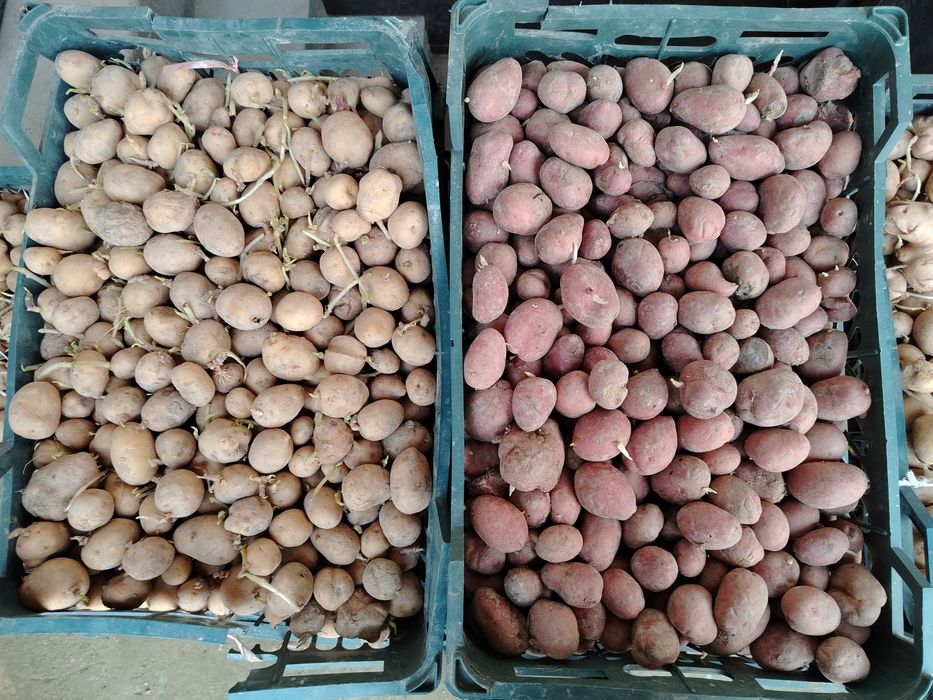 Эсми кизил. Ок расийки