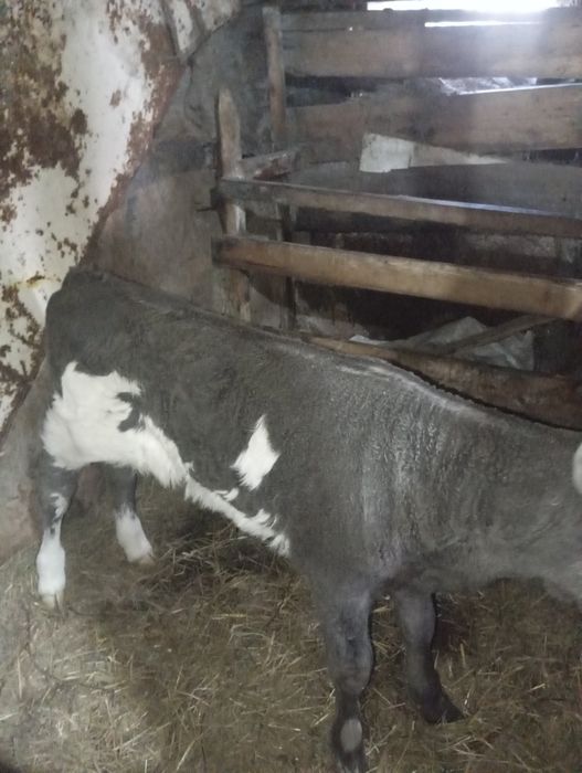 Продам недельную телочку