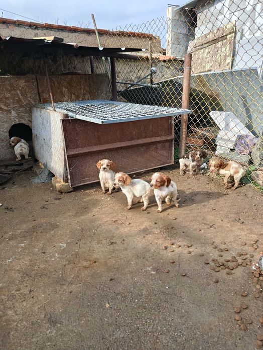 Епаньол бретони - произход от Испания/ Барселона/ Баща - Ради  Савич