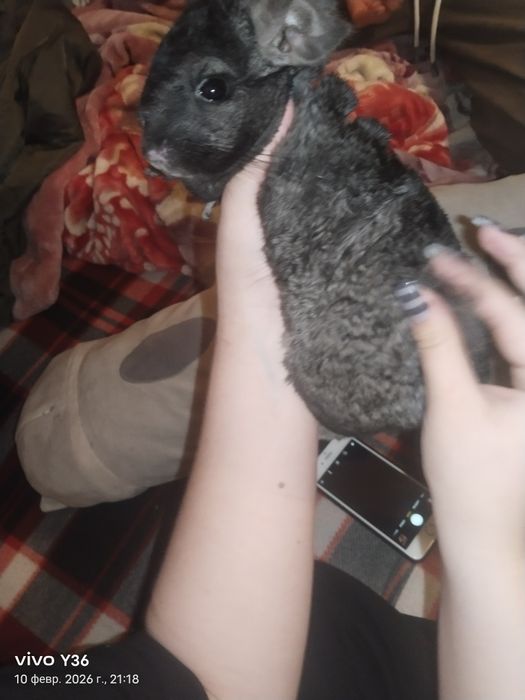 Шиншилла мальчик,1 год