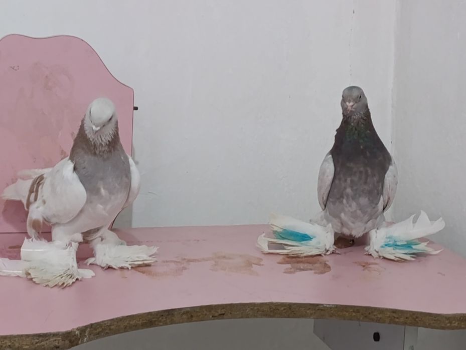 Голубей гребля, тяга