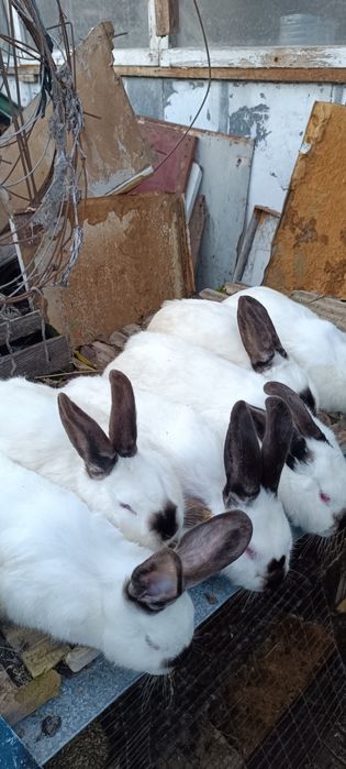 Калифорнийски зайци