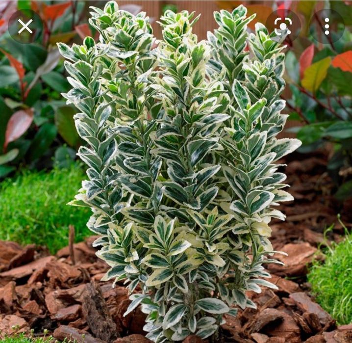 Самшиты и Бересклеты