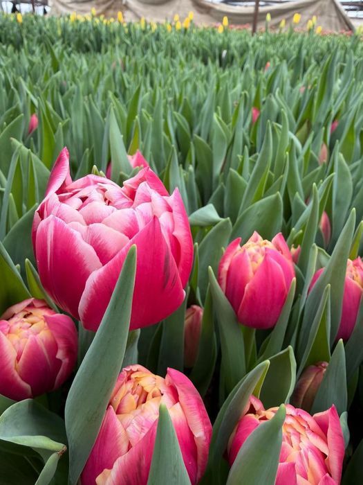 Гүлдер сатылады Продается Цветы