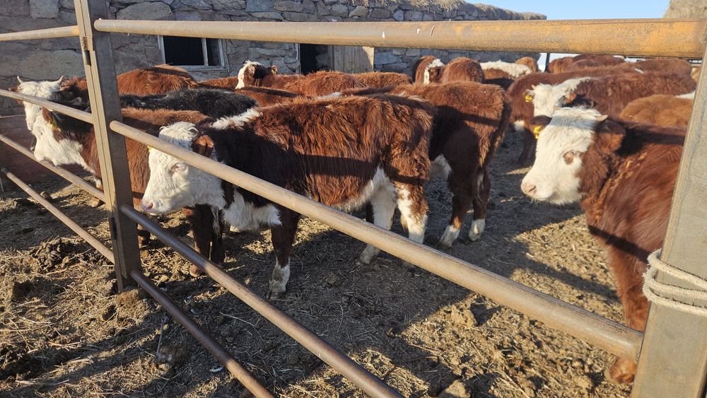 Тайыншалар сатылады, Ақбастар