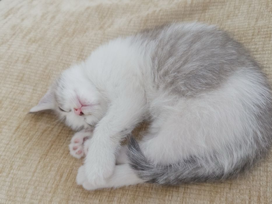 Котенок в добрые руки