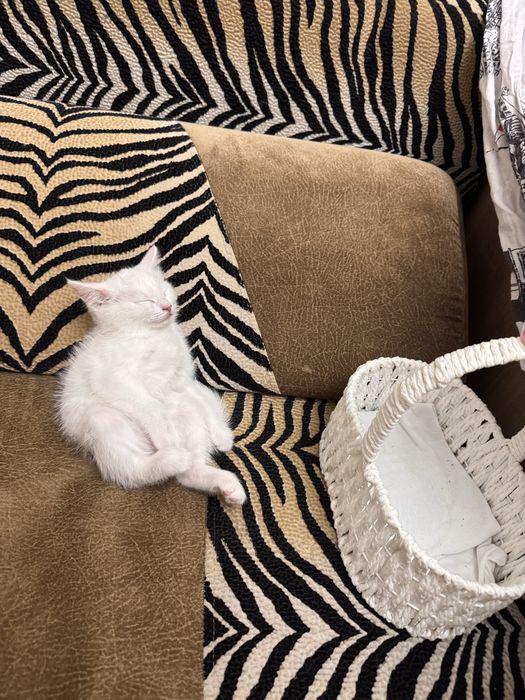 Котенок договорная девочка