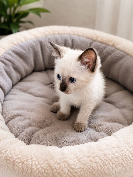 Сиамские котята домашние