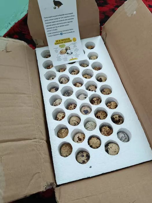 Prepelițe, oua și carne