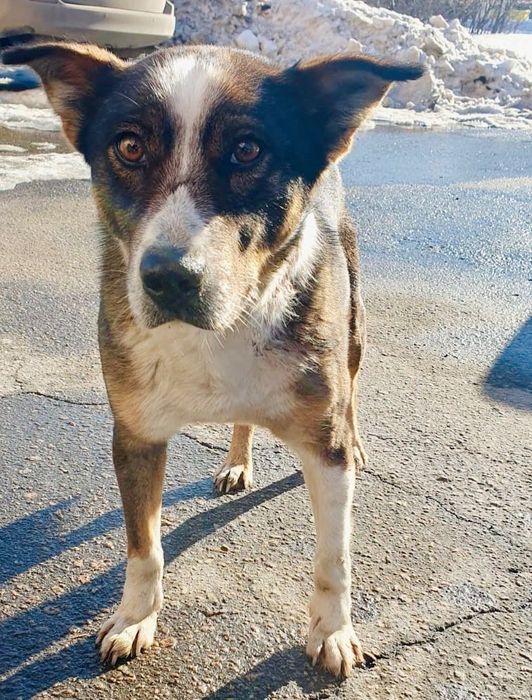 Молодой пес в частный дом