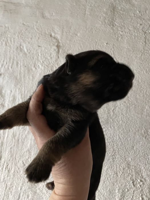 Щенки немецкой овчарки