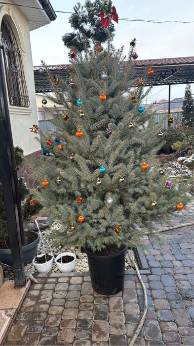 Елка в горшке живая