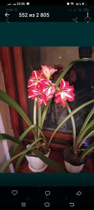 Продам цветы комнатные