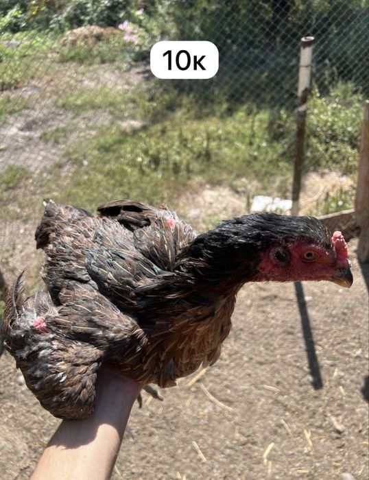 Продам курей хороших