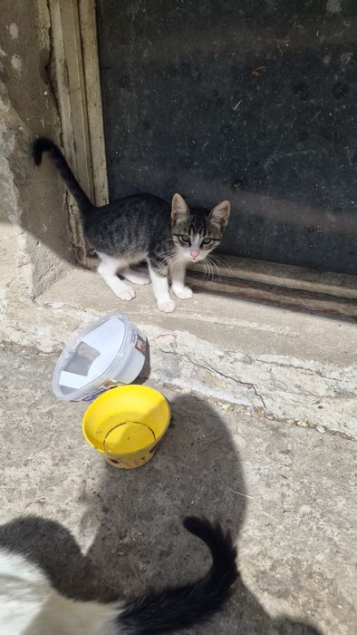 Безплатно котета