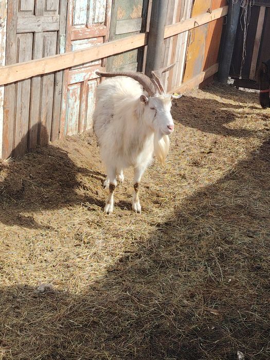 Дойные козы и козёл