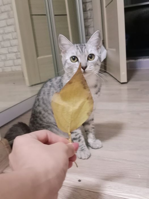 Кошка в добрые руки