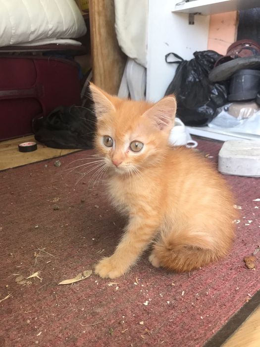 Отдам котят БЕСПЛАТНО