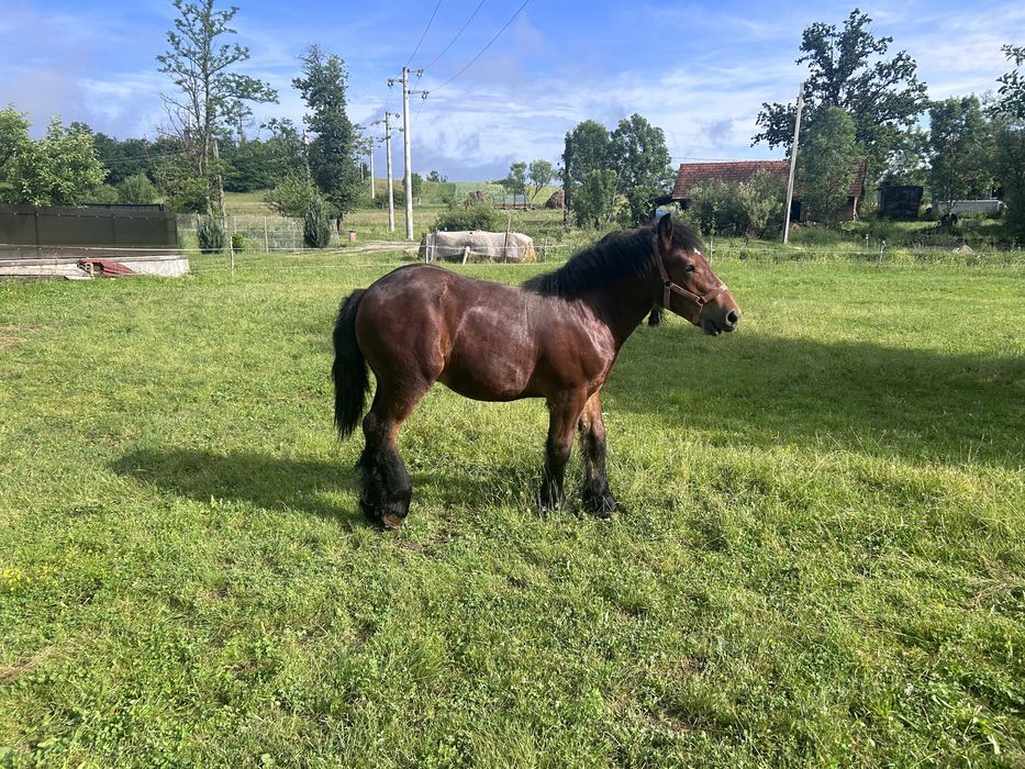Armasar de 1 an din parinti cu pedigree