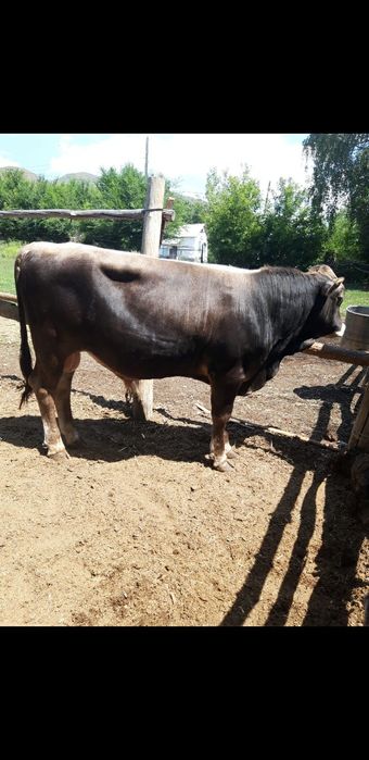 Продам бычка чистопородного швиц