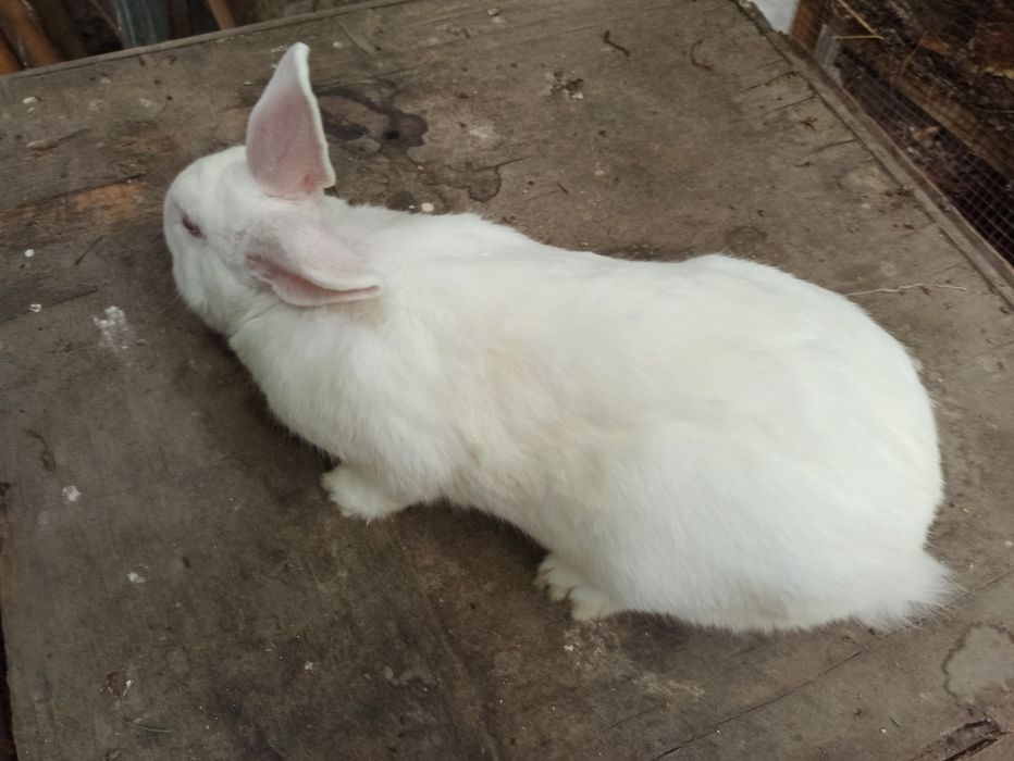 Zotdor serjun semis quyon sotiladi