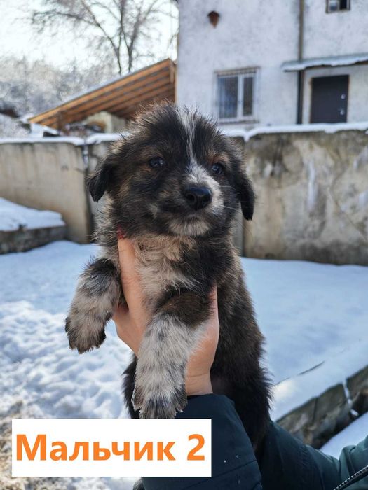 Щенки в добрые руки