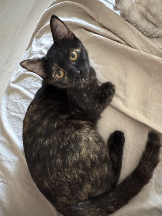 Отдам  даром кошку