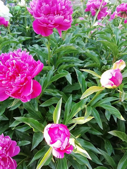 Корни бардового пиона