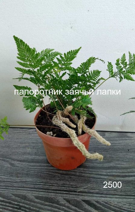 Комнатные цветы . Не капризные. от 1500 т