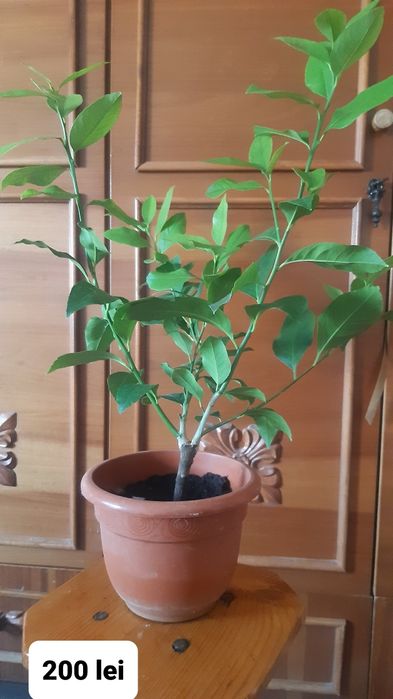 Lamai altoit de la 200 lei .