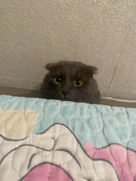 Отдам кота даром