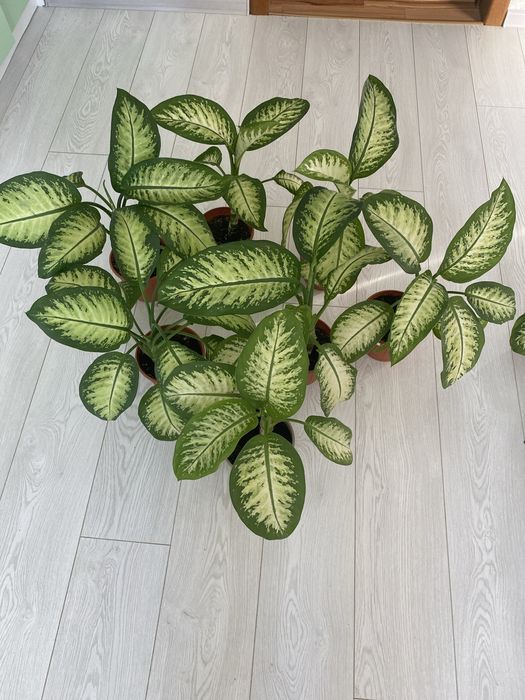 Продам Диффенбахию Tropic Snow