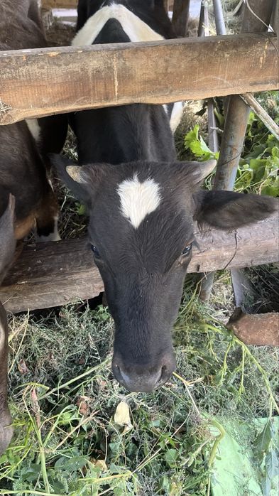 Продам 3 быка   .