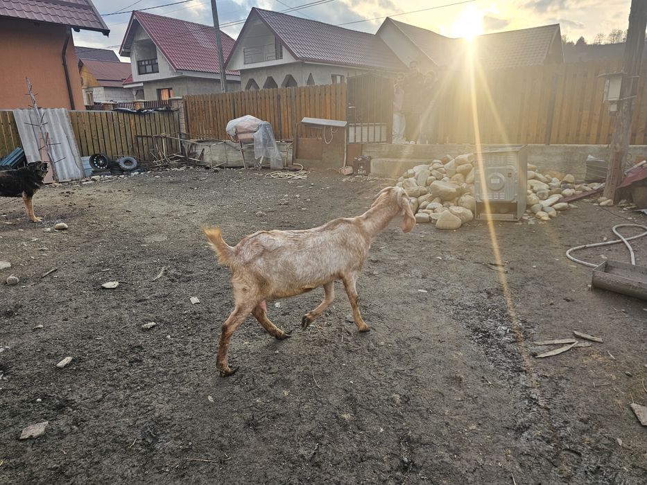 Capra si tap anglo-nubian cu pedigre